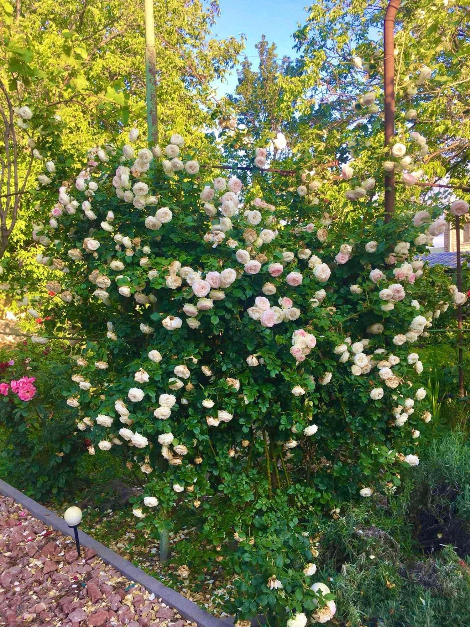 Ekas Rosengarten Gori Exterior foto